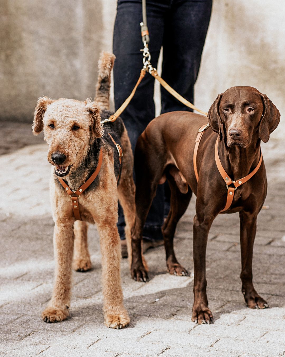 Connexion en Cuir pour 2 Chiens avec une Seule Laisse (1 Pièce)