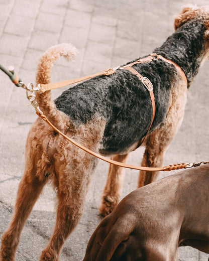 Connexion en Cuir pour 2 Chiens avec une Seule Laisse (1 Pièce)